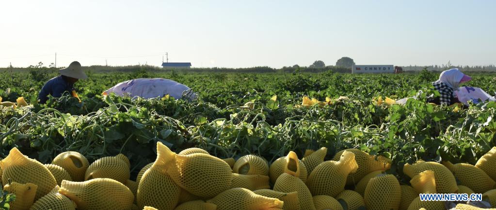 Agricultores de toda China ocupados con negocios agrícolas