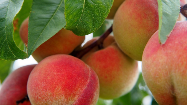 智利签署了向中国出口新鲜杏子和桃子的协议