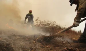 Incendios Forestales en Chile: 17 Nuevos Focos en un Día, Donaciones de la Comunidad China Alcanzan 23,1 Millones de Pesos