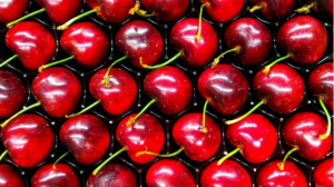 “Cherry Express” boosts Chilean cherry exports: Reaches China in 23 days